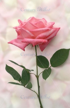 Pink Rose - CC019