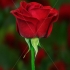 Red Rose - CC009