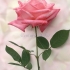 Pink Rose - CC019